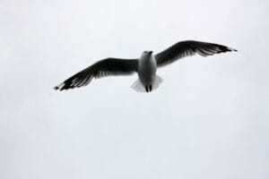 Why did I used to dream of flying?